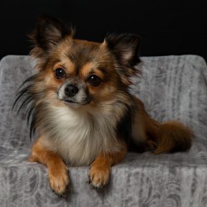 chihuahua-on-chair