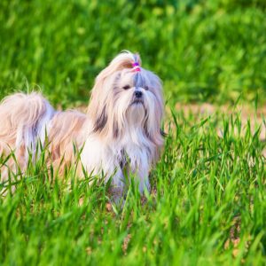 Shih tzu dog on grass.