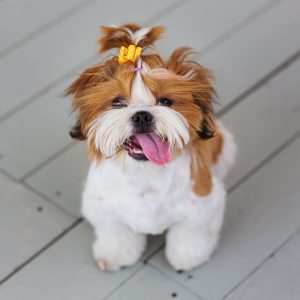 Portrait of a cute little Shih Tzu puppy. Shih Tzu Dog