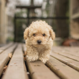 A cute beige Shih-poo Maltipoo dog walking on a wooden deck