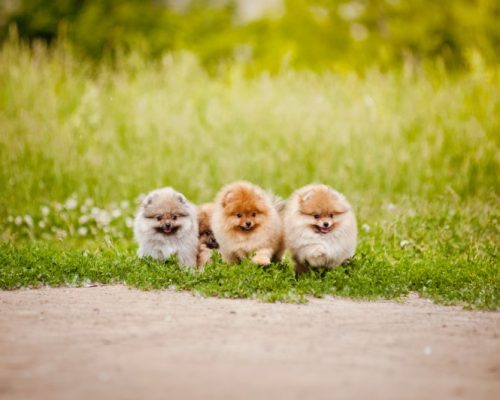 Three small Pomeranian puppies walking in the green grass